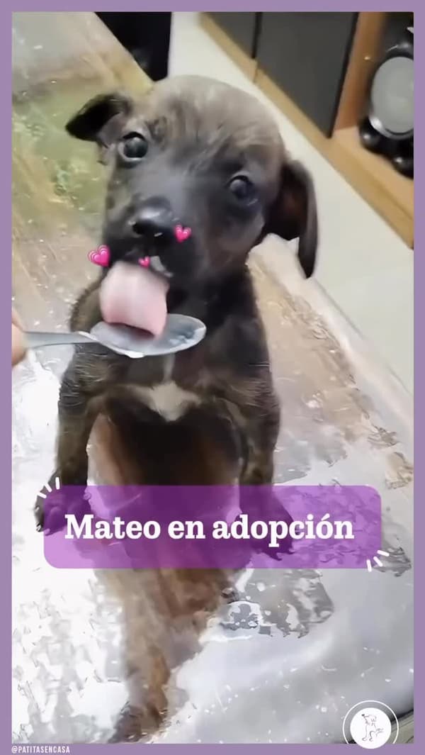 Mateo