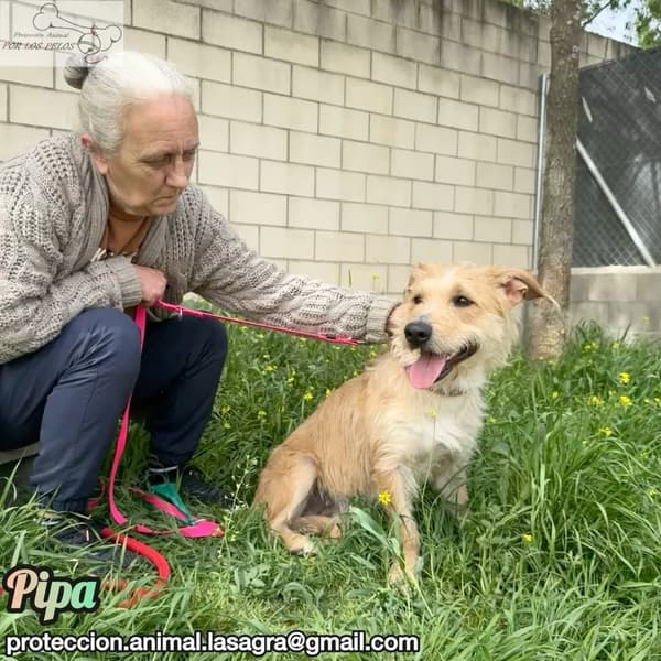 Pipa