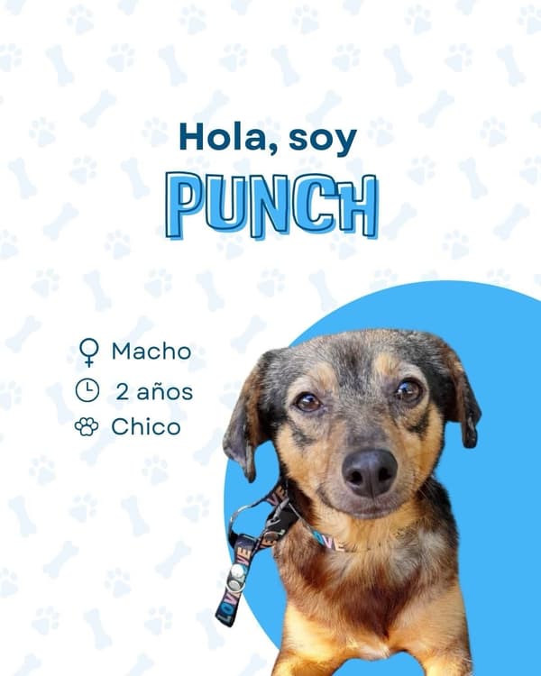 Punch
