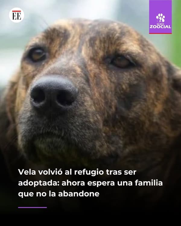 Vela