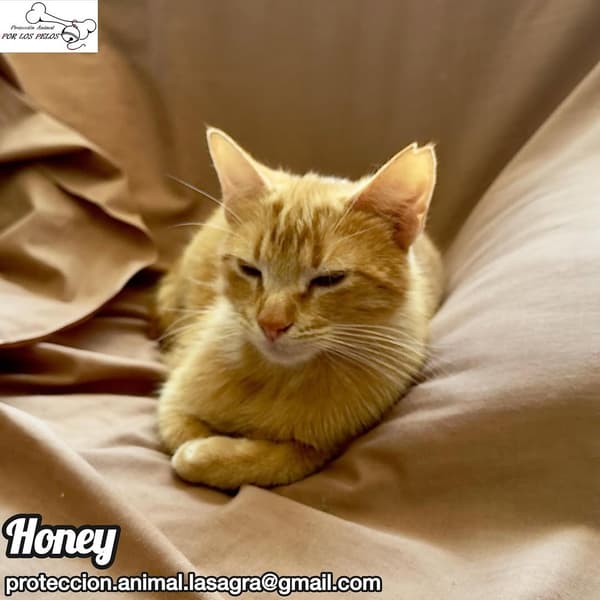 Honey