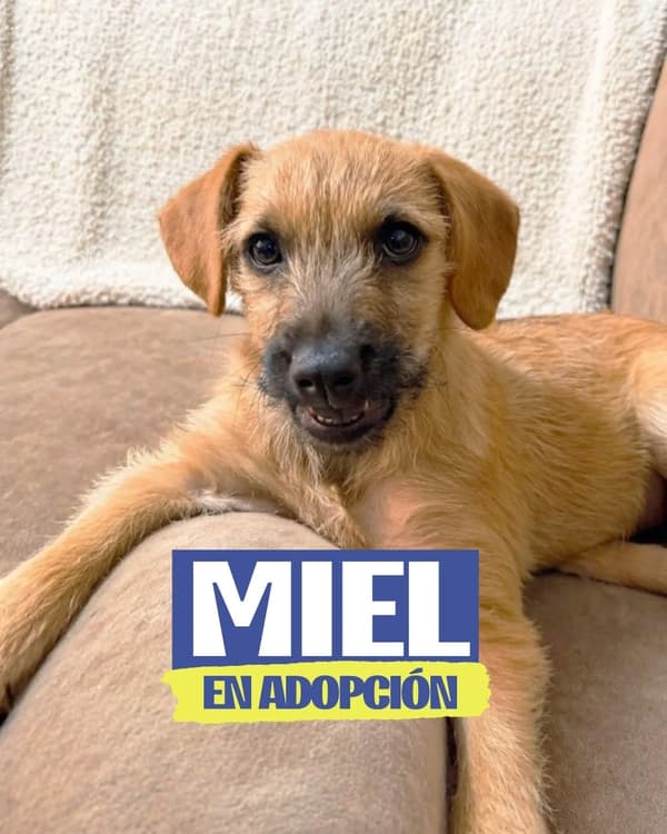 Miel