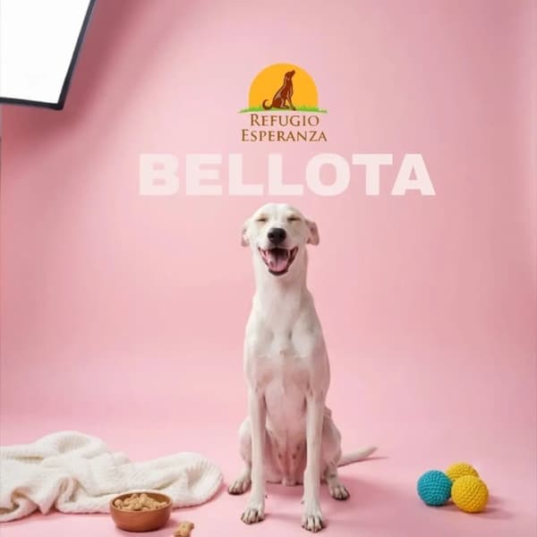 Bellota
