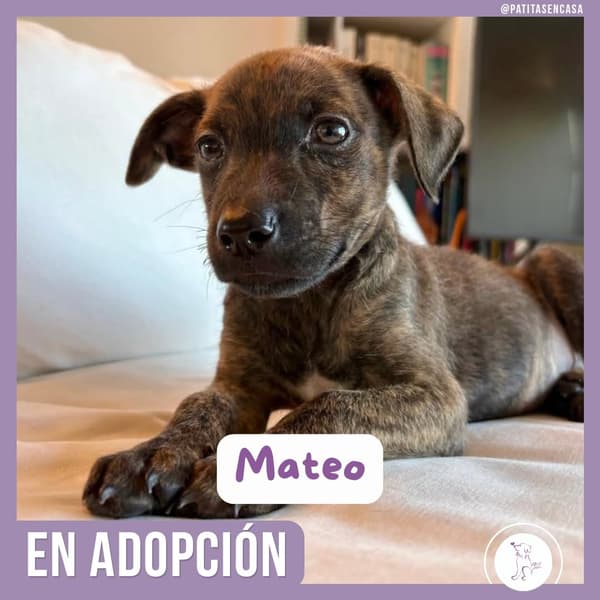 Mateo, Romeo