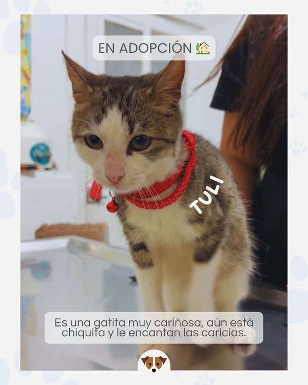 TULI
