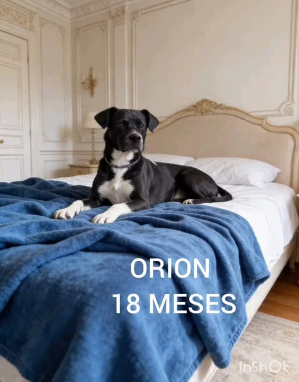 Orión, Toby, Coco