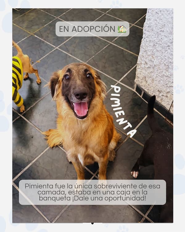 PIMIENTA