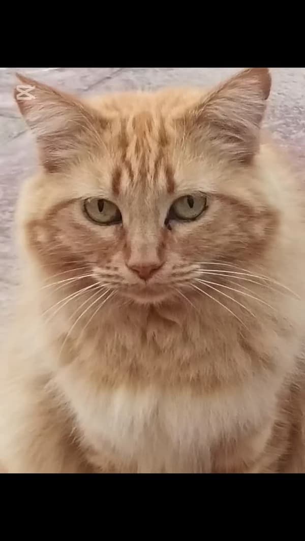 Mandarina