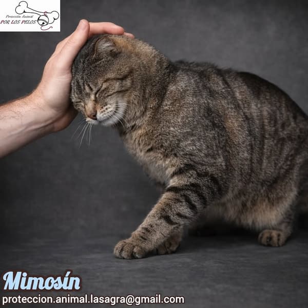 Mimosín