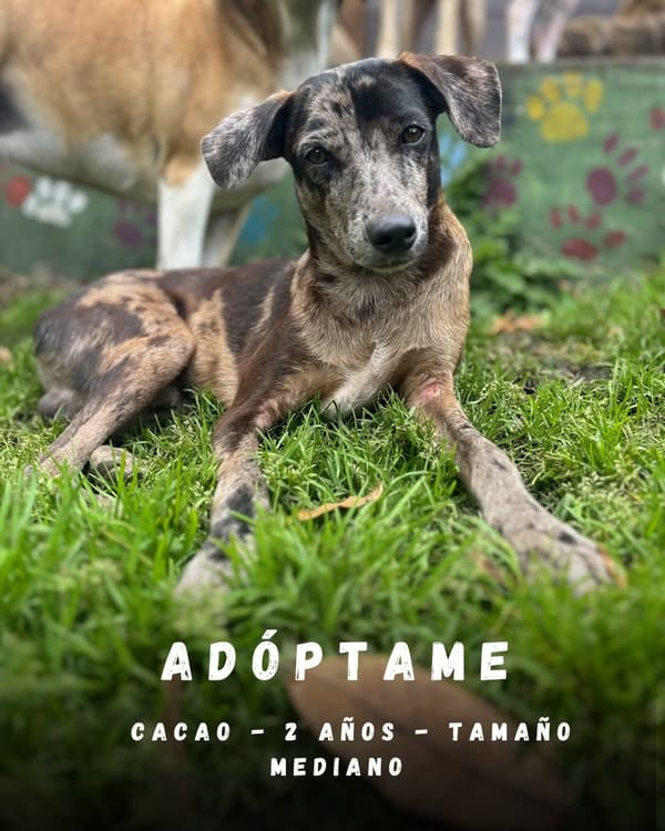 Cacao