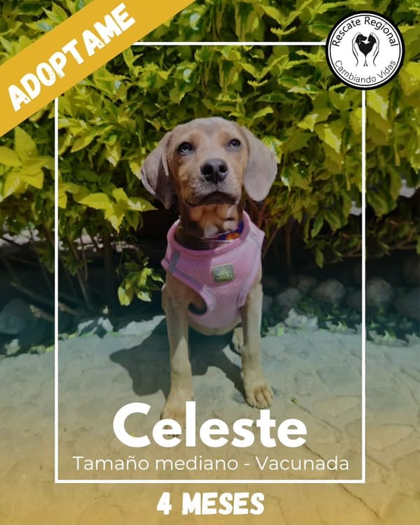 Celeste