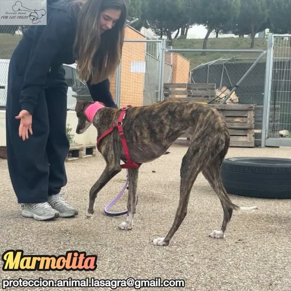 Marmolita