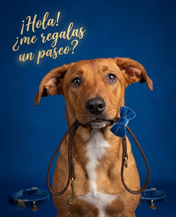 Paquito