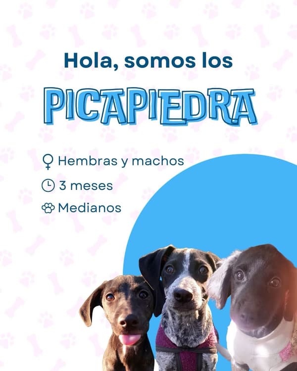 Picapiedra