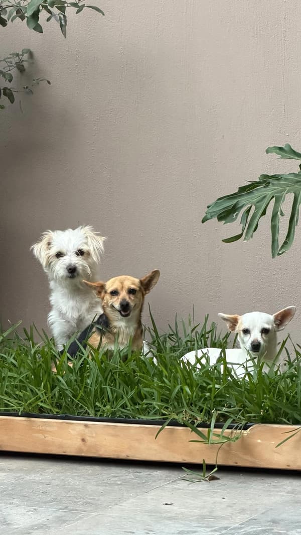 Cajeta, Nata, Tuna
