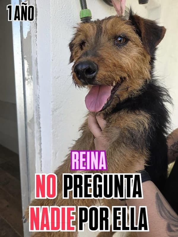 Reina