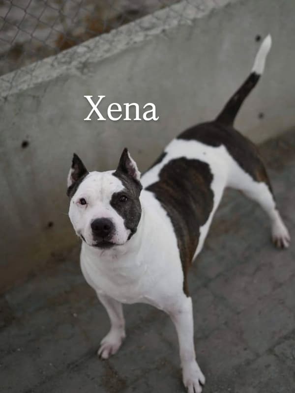 Xena
