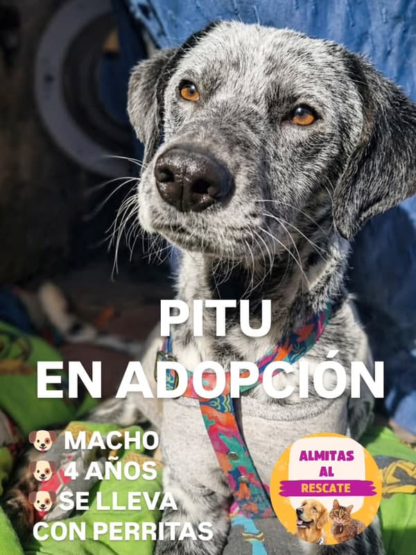 Pitu