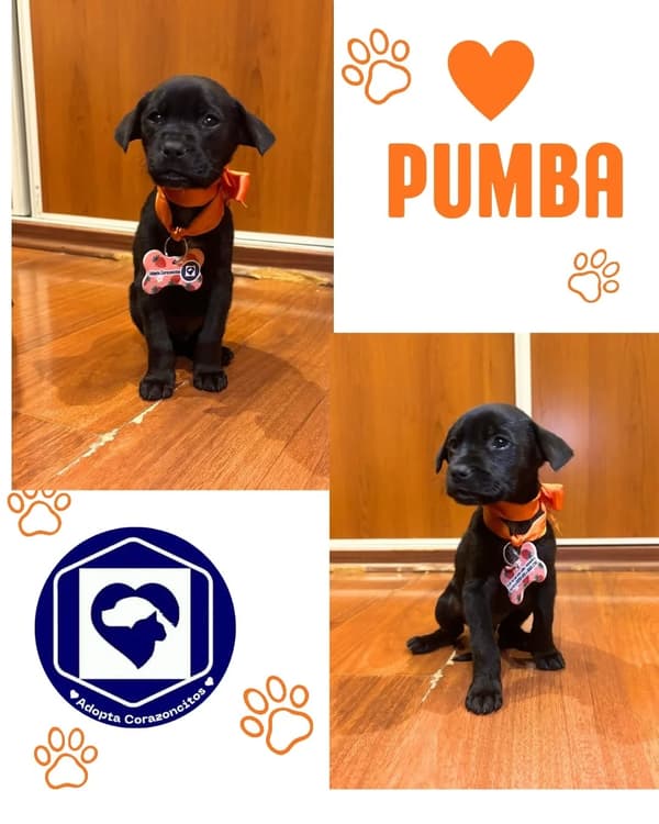 Pumba