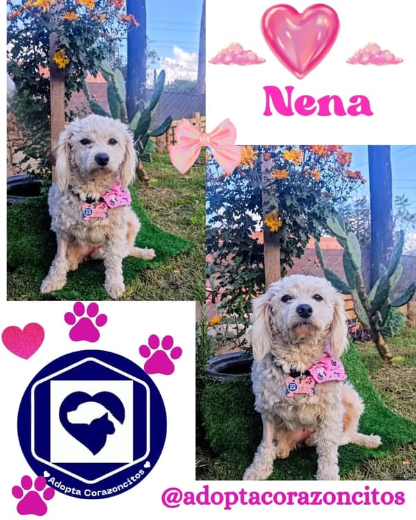 Nena