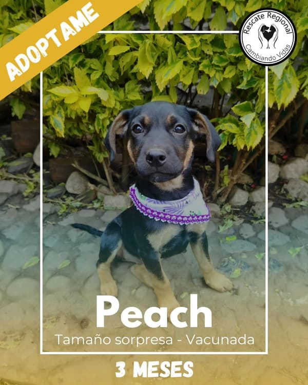 Peach