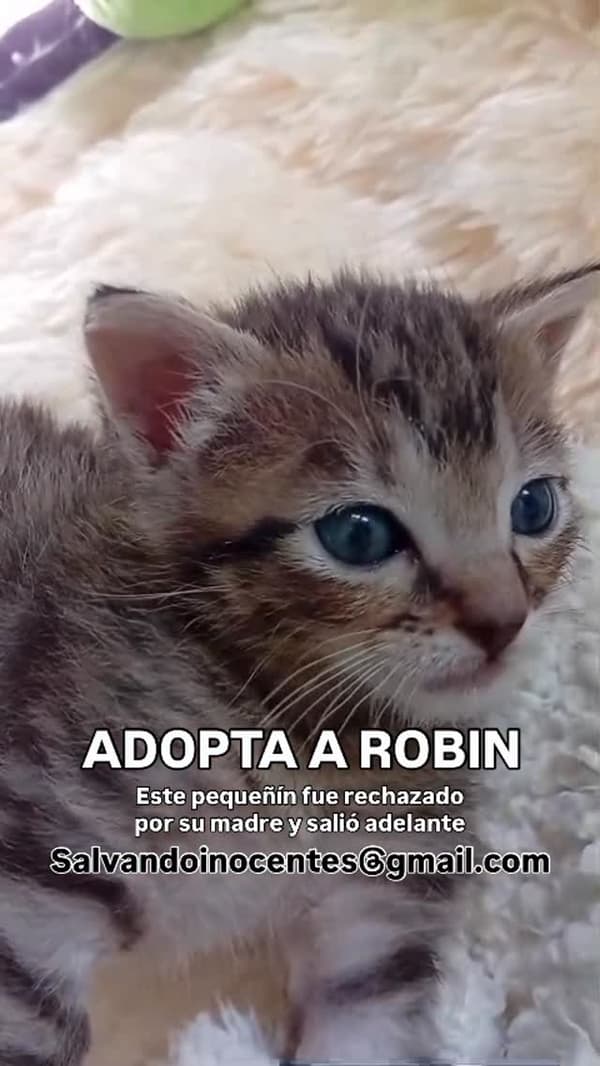 Robin