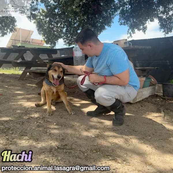 Hachi