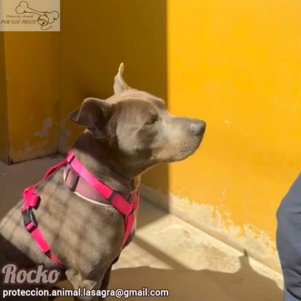 Rocko