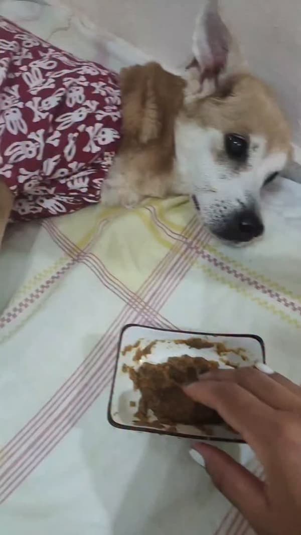 Fénixita