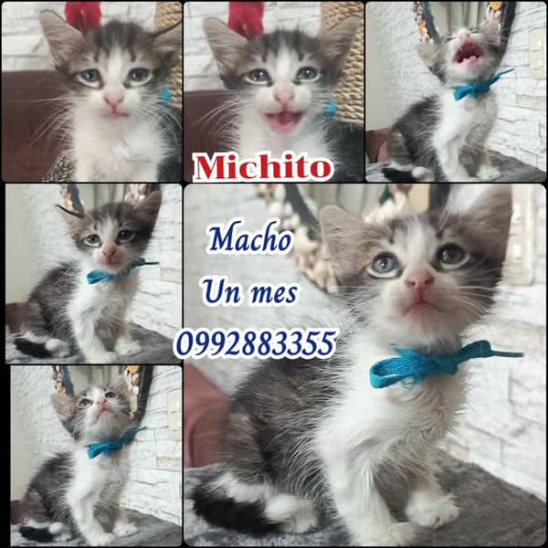 Michito