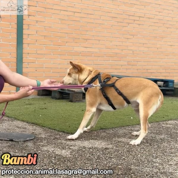 Bambi