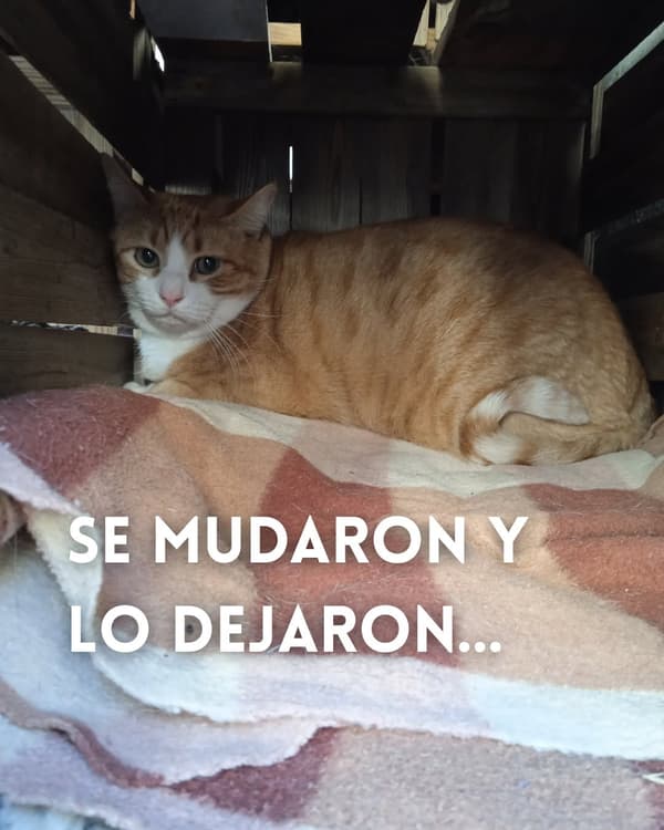 Tigre
