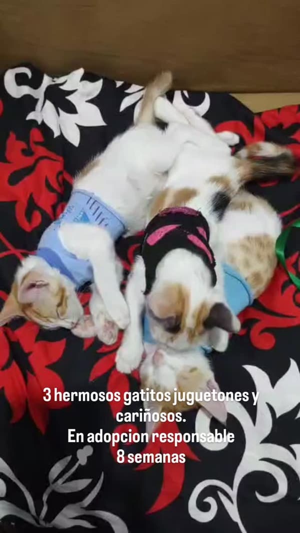 3 animalitos