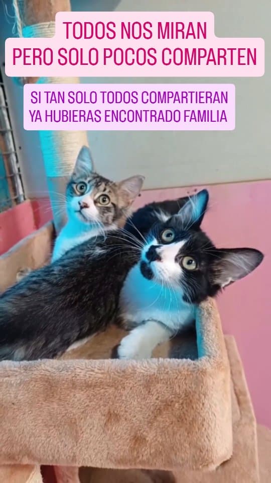 Miel, Milo