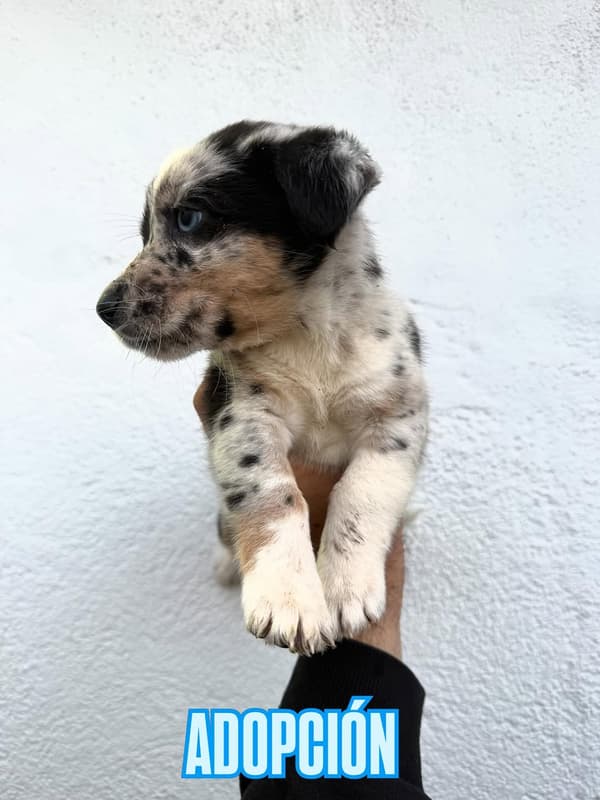 2 animalitos