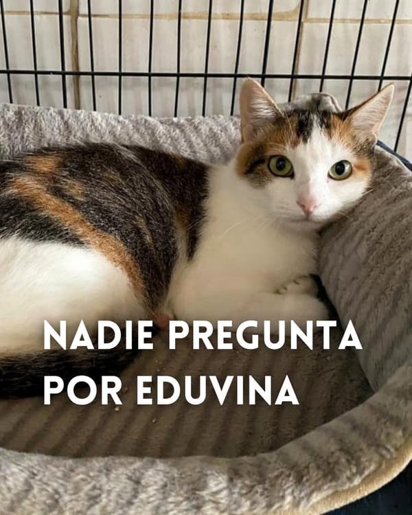 Eduvina