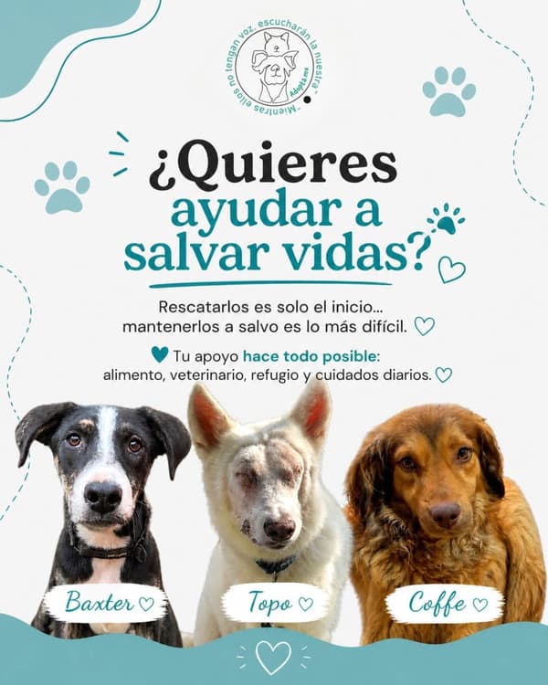 Baxter, Topo, Coffe