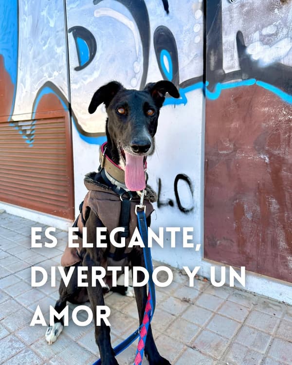 Gitano
