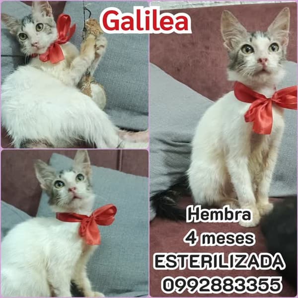 Galilea