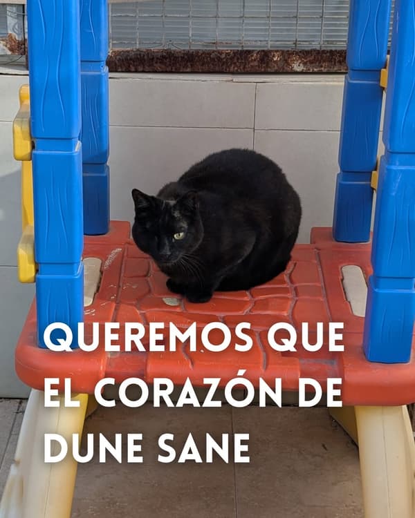 Dune