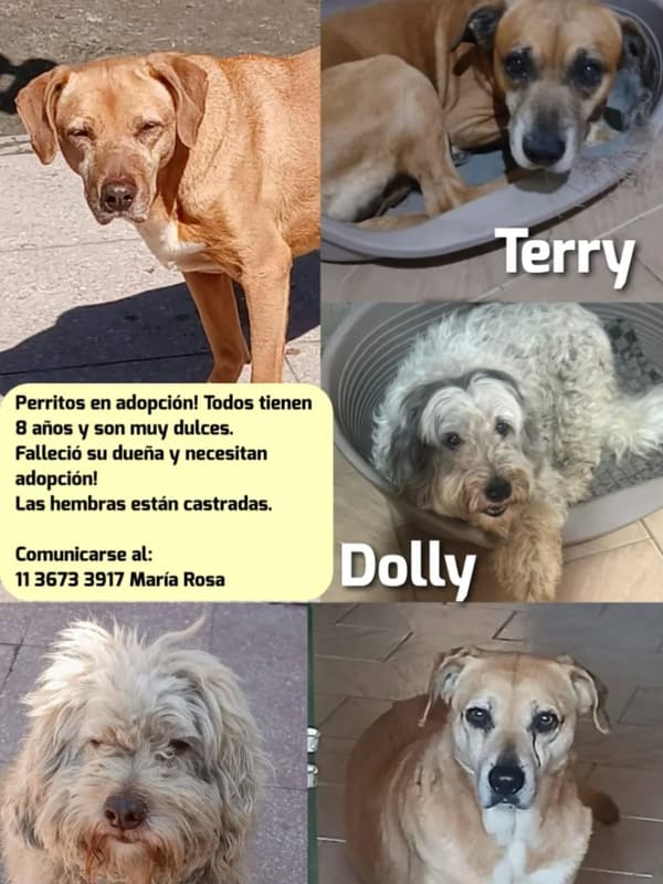 Terry, Dolly