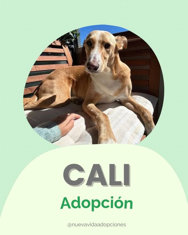 CALI