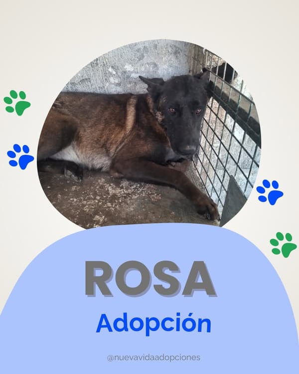 Rosa