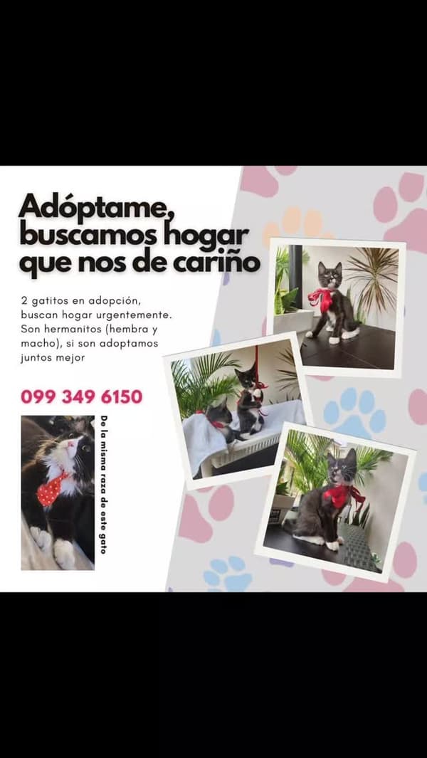 2 animalitos