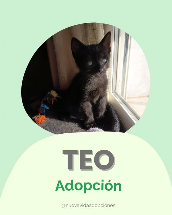 Teo