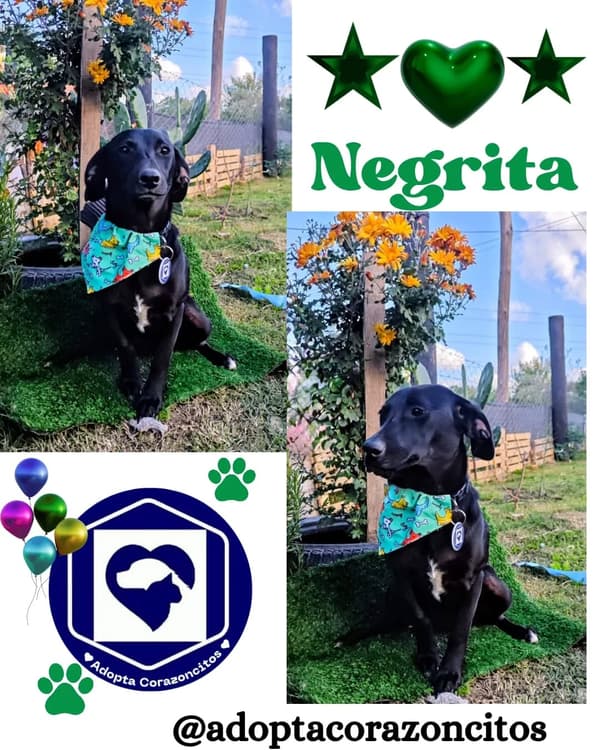 Negrita