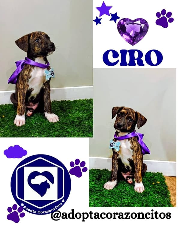 Ciro, Nico, Mora +1