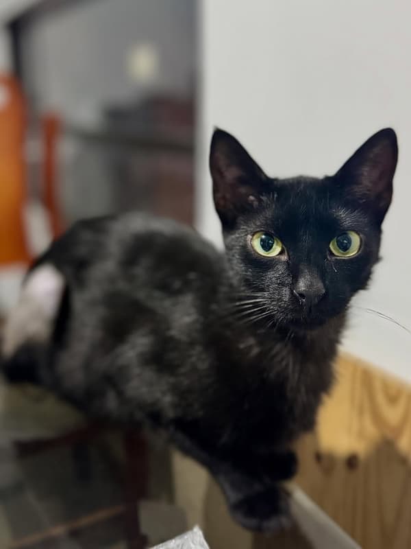 Negrurita