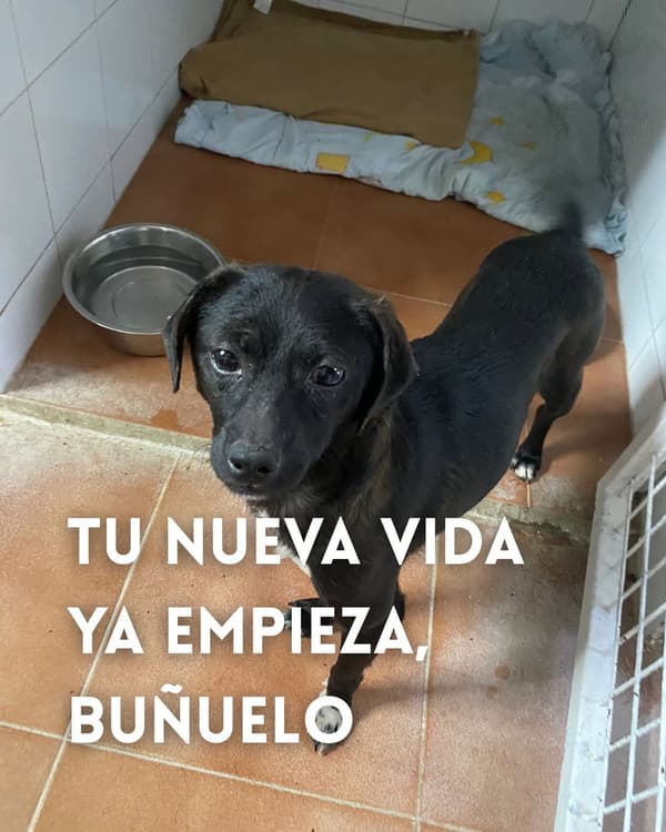 Buñuelo