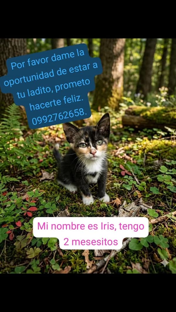 Iris
